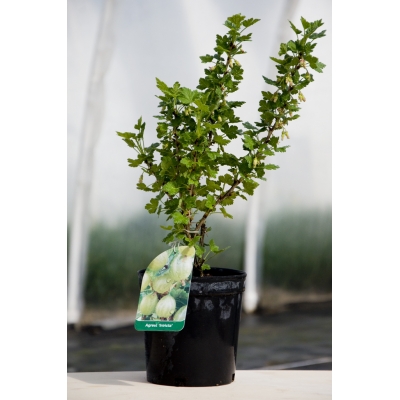 Agrest "Hinnonmaki Gelb''" 2L